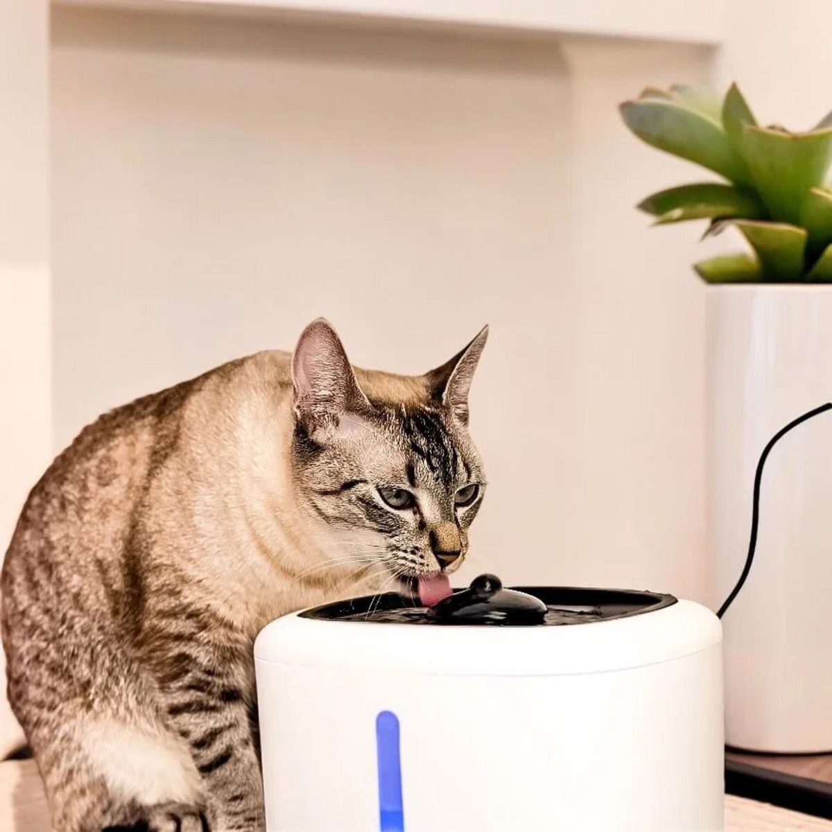 Fonte de Água para Gatos – Automática, com Luz LED e Dispensador Silencioso Coibeu